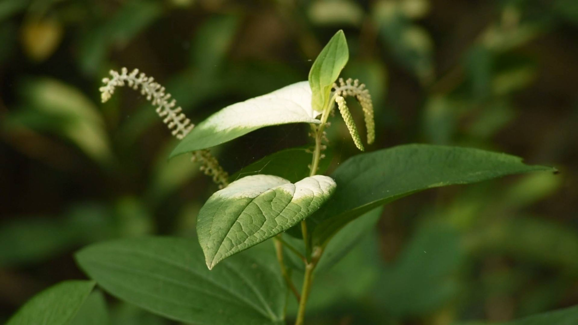 Asian Lizard's Tail 三白草